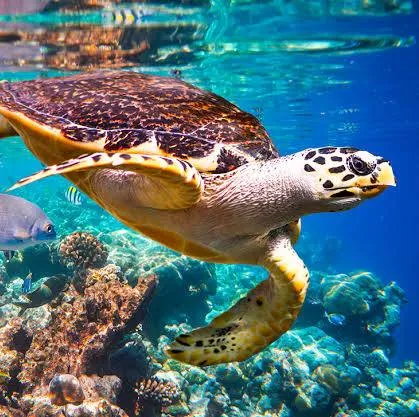 Hawksbill Turtle